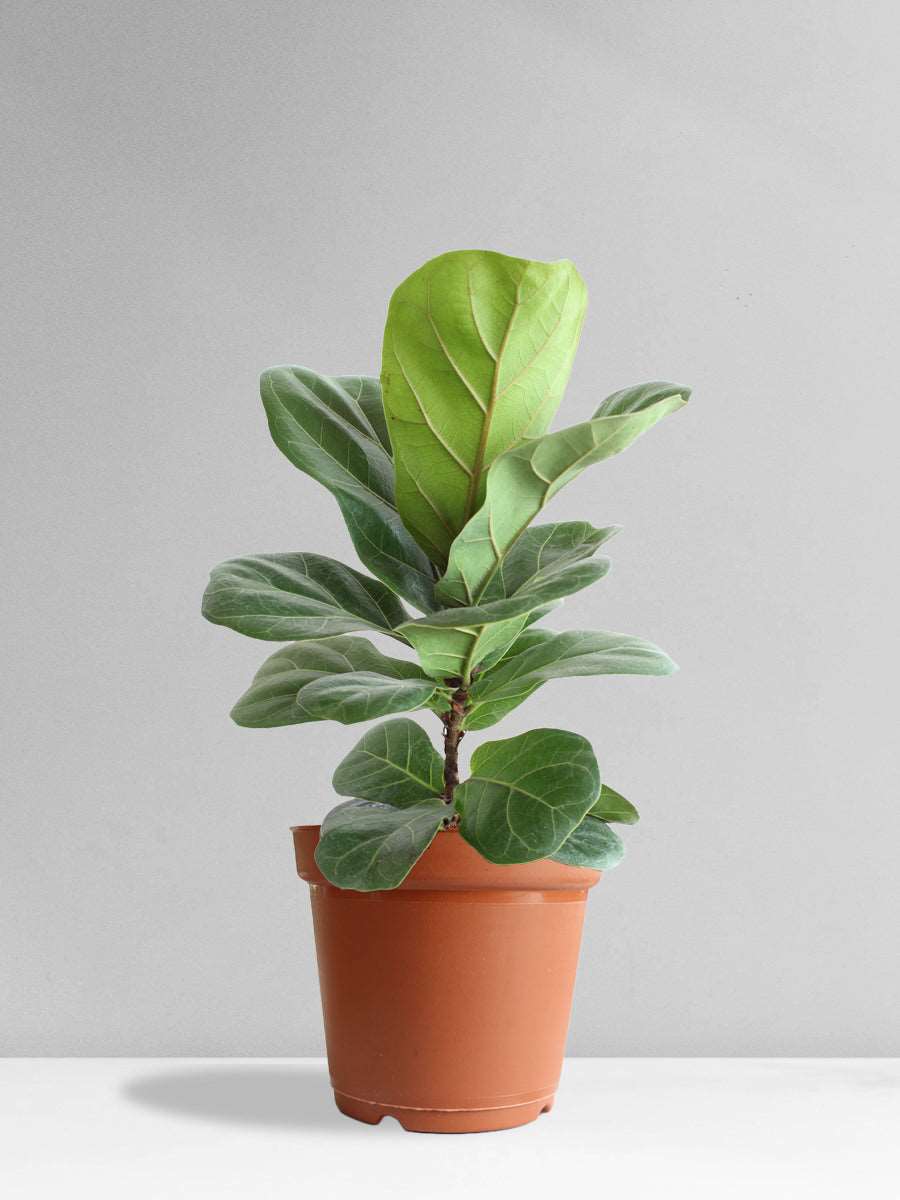 Bambino Fiddle Leaf Fig (Large)