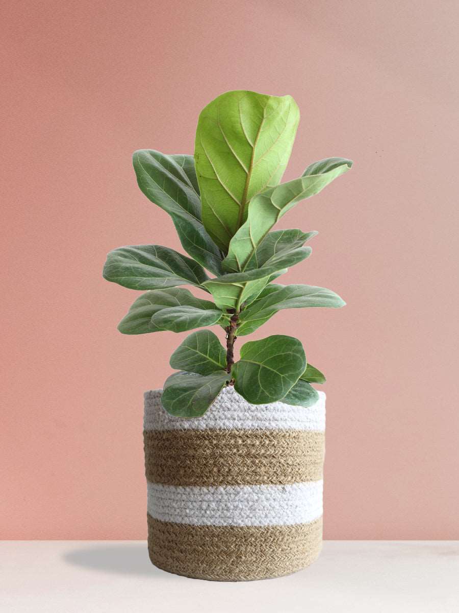 Bambino Fiddle Leaf Fig (Large)