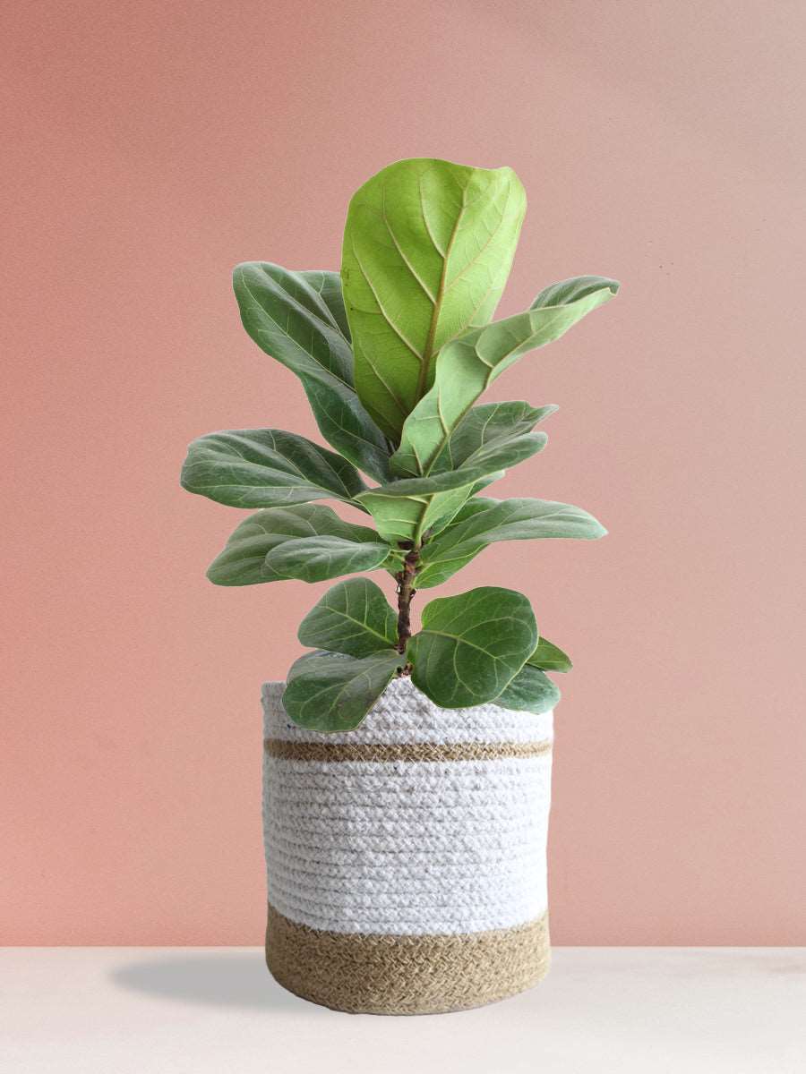 Bambino Fiddle Leaf Fig (Large)