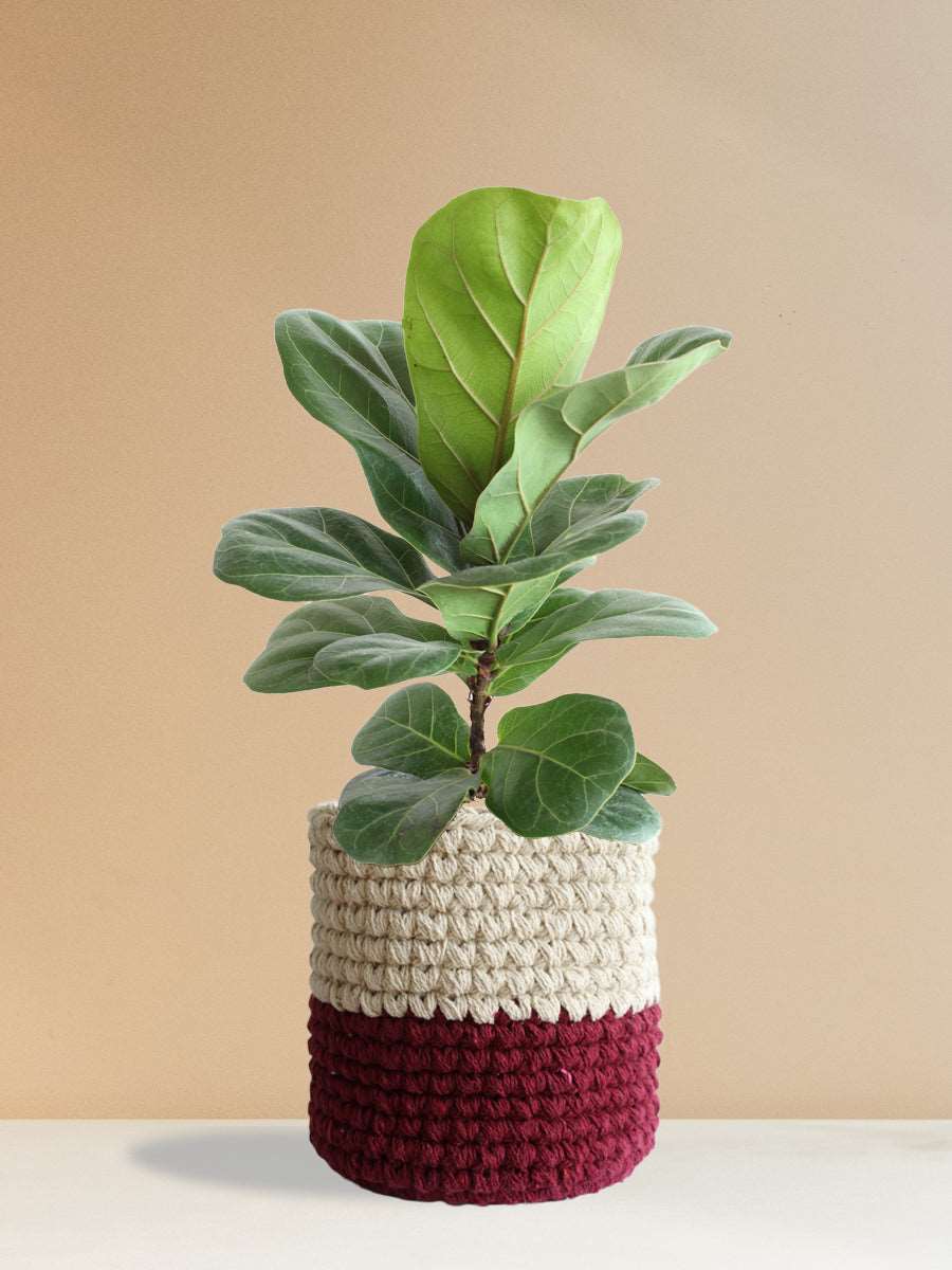 Bambino Fiddle Leaf Fig (Large)