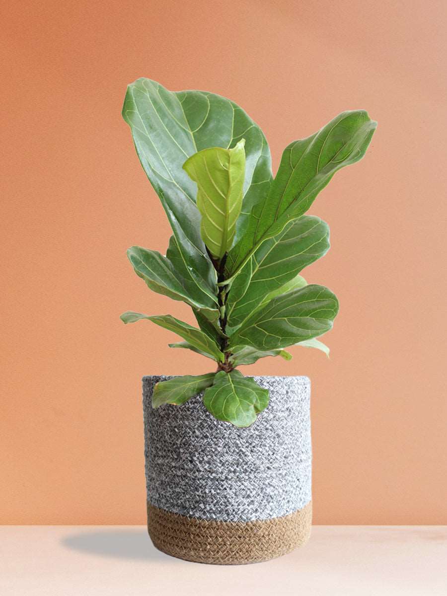 Fiddle Leaf Fig (Large)