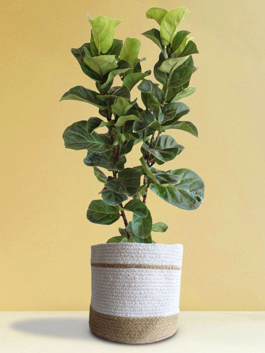Fiddle Leaf-Fig (X-Large)