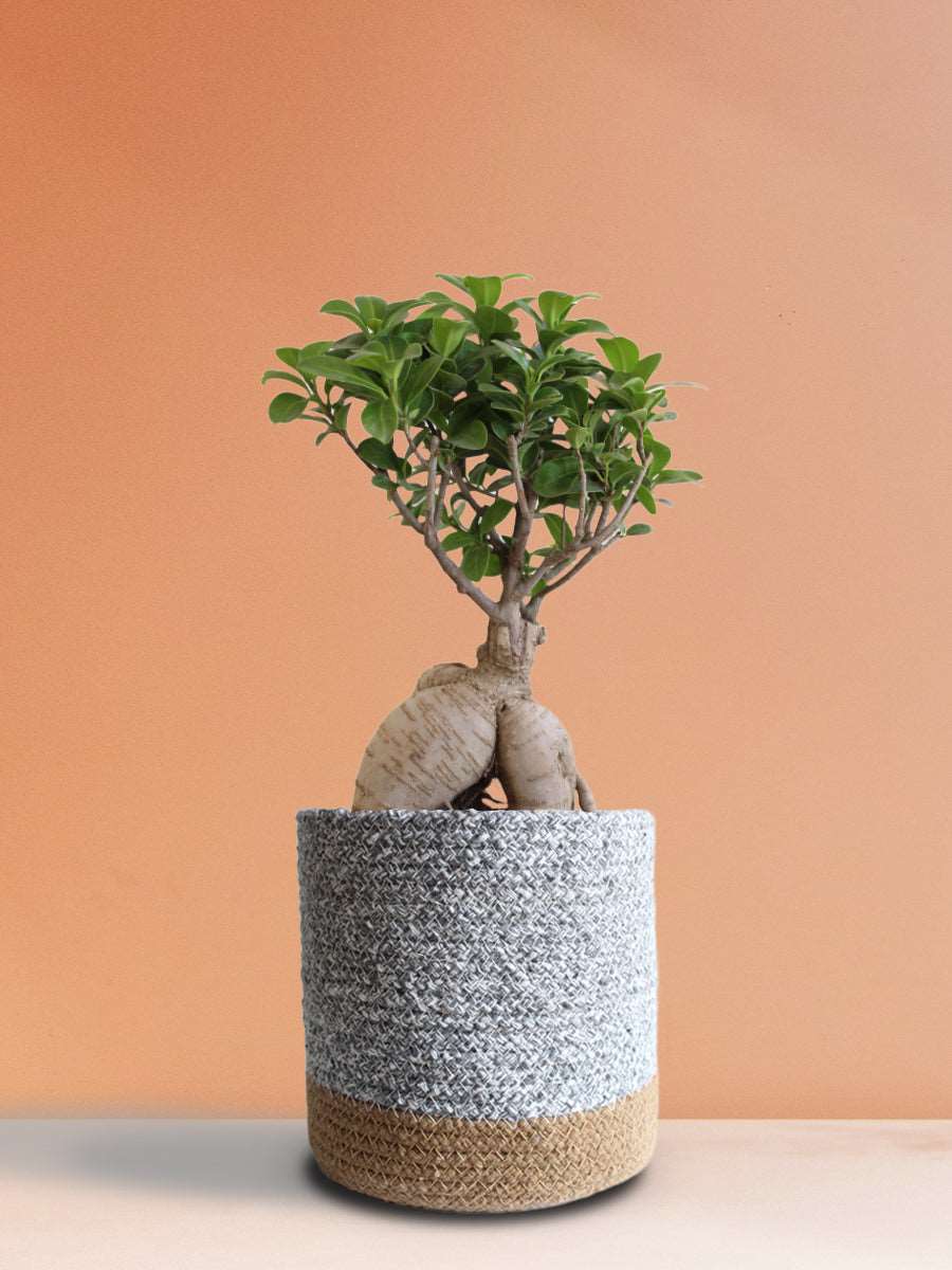 Ficus Bonsai Ginseng (Large)