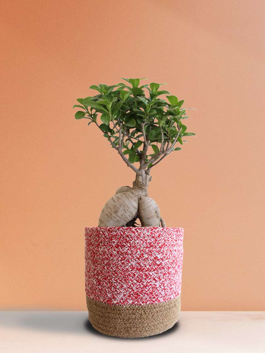 Ficus Bonsai Ginseng (Large)