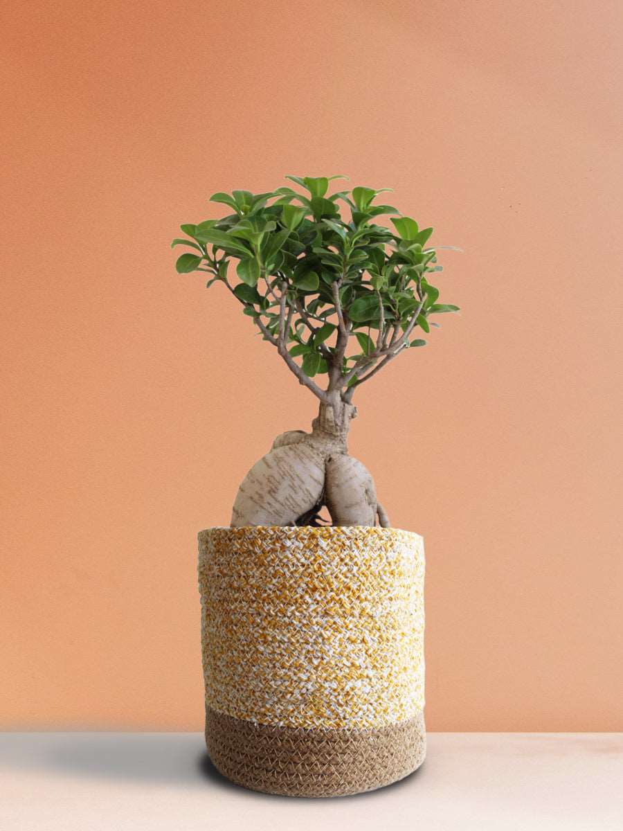 Ficus Bonsai Ginseng (Large)