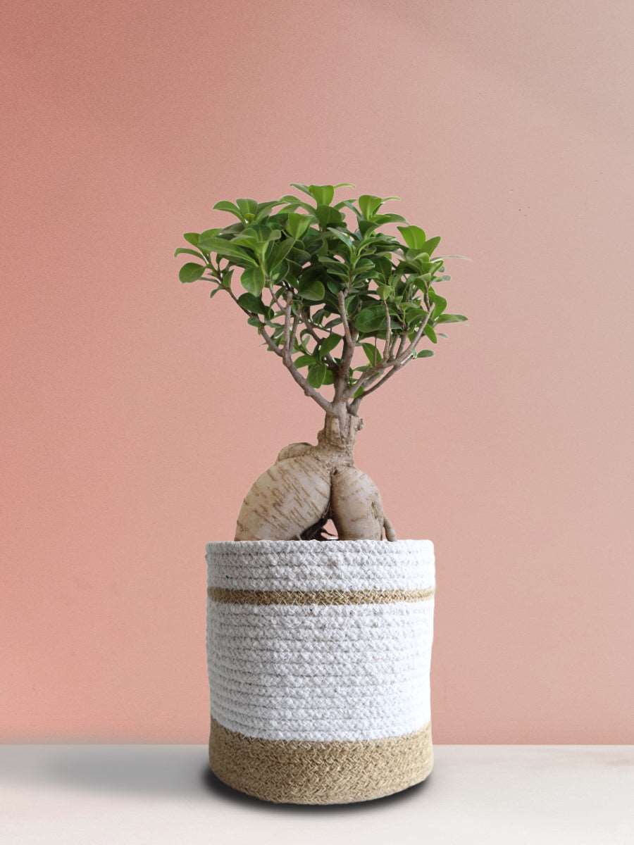 Ficus Bonsai Ginseng (Large)