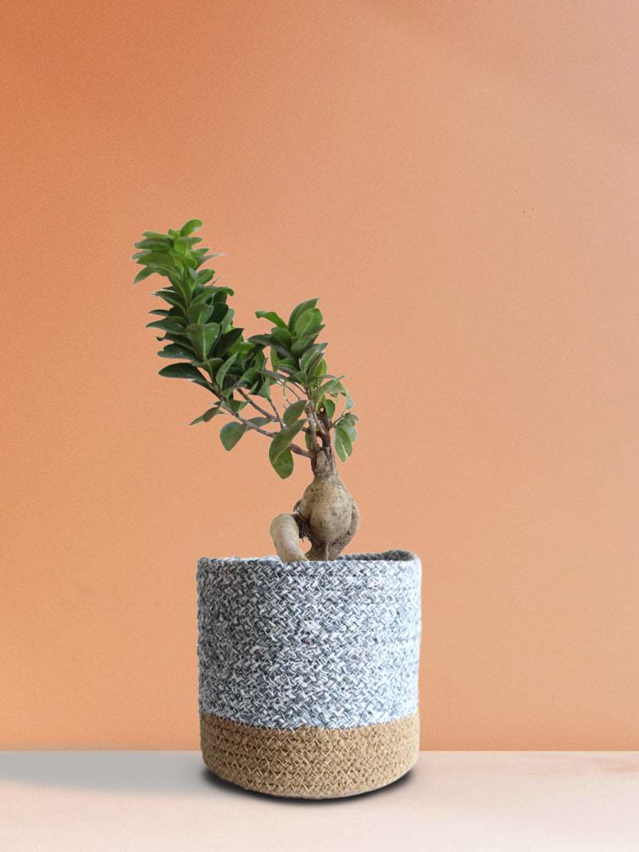 Ficus Bonsai Ginseng (Medium)