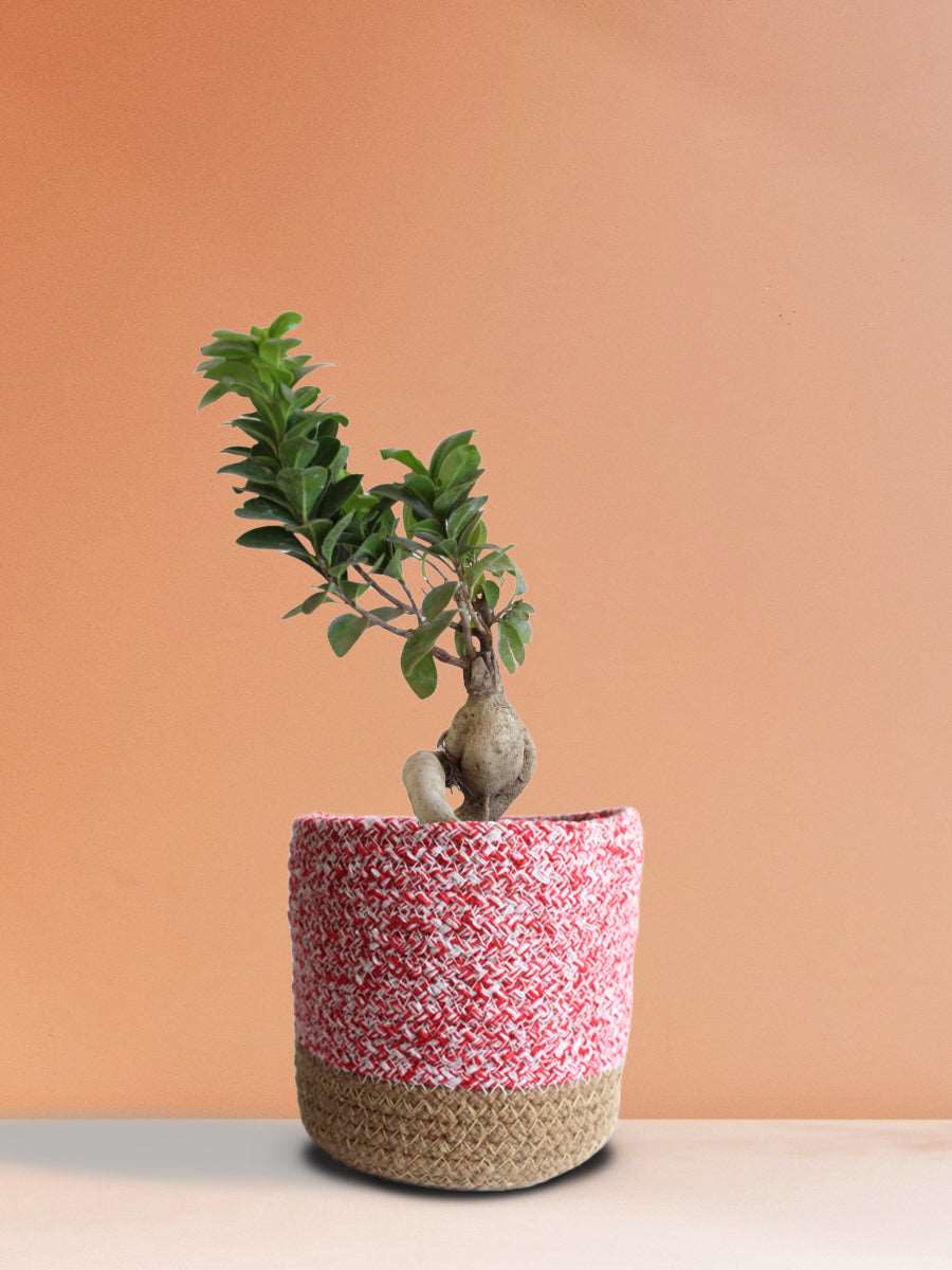 Ficus Bonsai Ginseng (Medium)