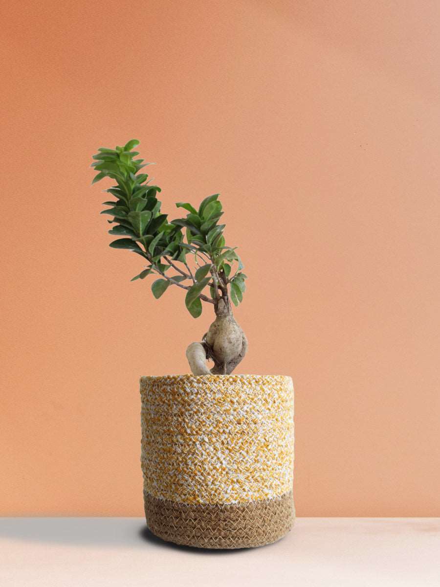 Ficus Bonsai Ginseng (Medium)