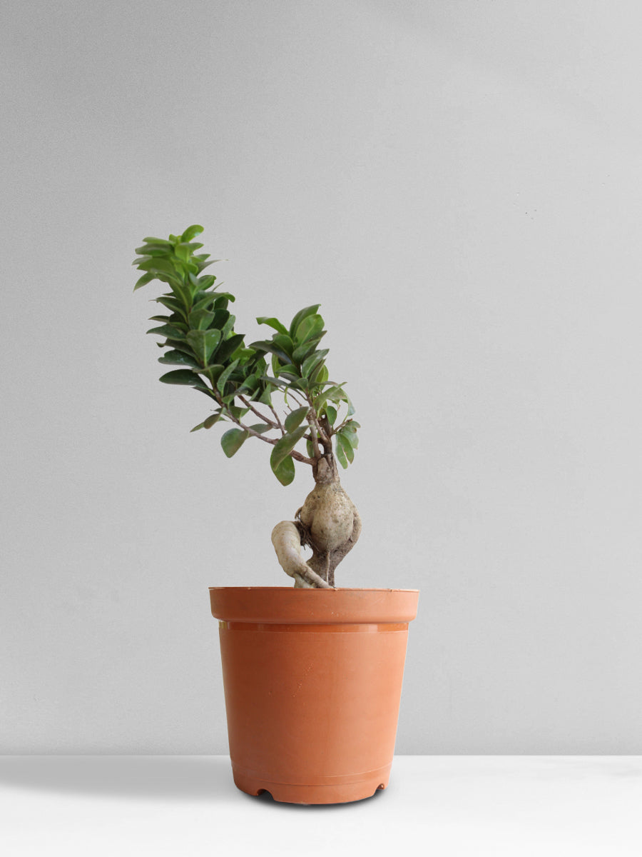 Ficus Bonsai Ginseng (Medium)