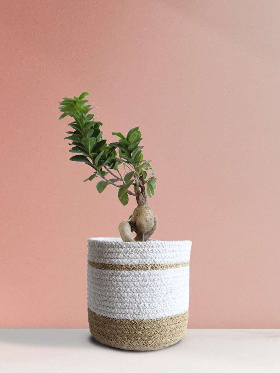 Ficus Bonsai Ginseng (Medium)
