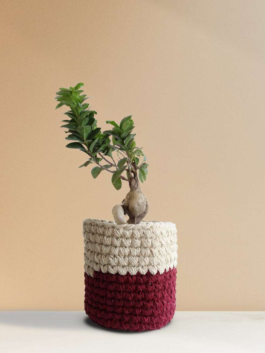 Ficus Bonsai Ginseng (Medium)