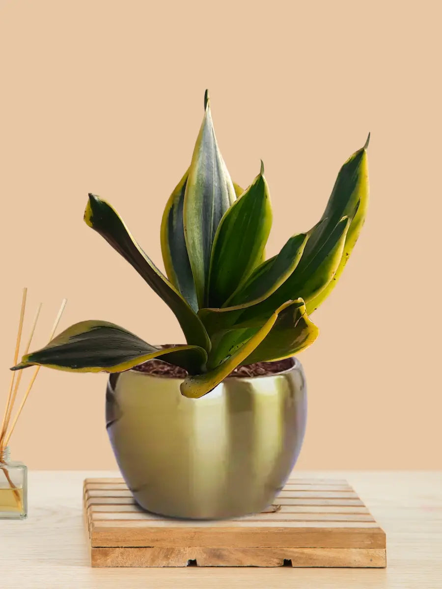 snake plant in gold pot Lotus Golden Snake Plant (Small) in Golden Metal Pot – Greenkin