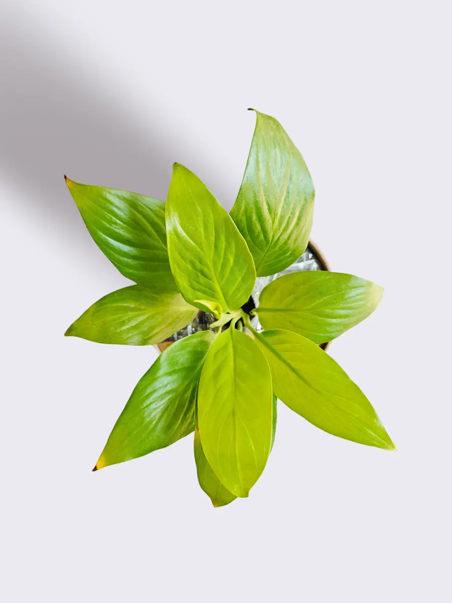 Good Luck Golden Air-Purifying Plants Combo (Small)