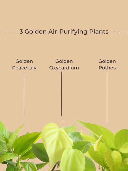 Good Luck Golden Air-Purifying Plants Combo (Small)
