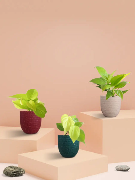 Good Luck Golden Air-Purifying Plants Combo (Small)