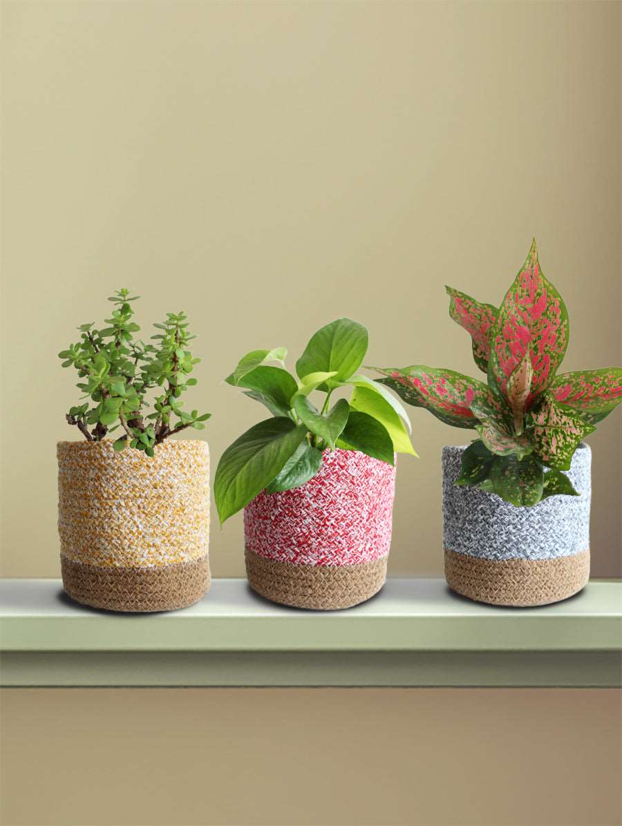 Combo of Easy-Care Plants for Goodluck