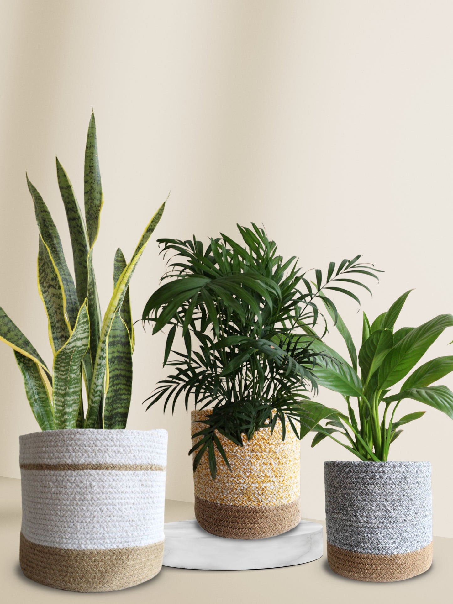 air purifying plants to promote better sleep