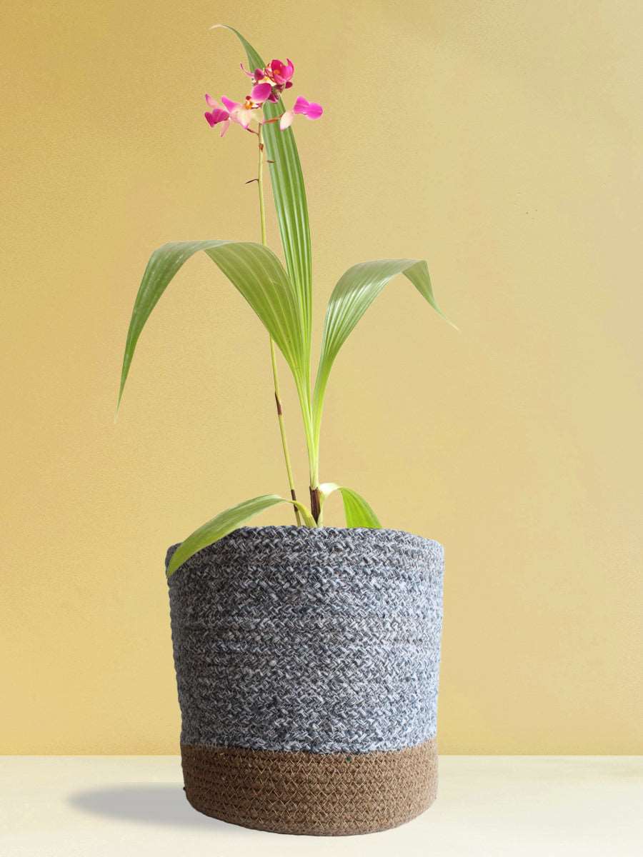 Ground Orchid Purple White (X-Large)