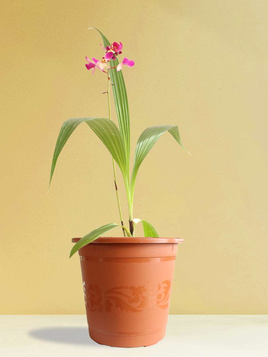 Ground Orchid Purple White (X-Large)