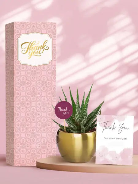 hardy indoor plants for corporate gift solutions