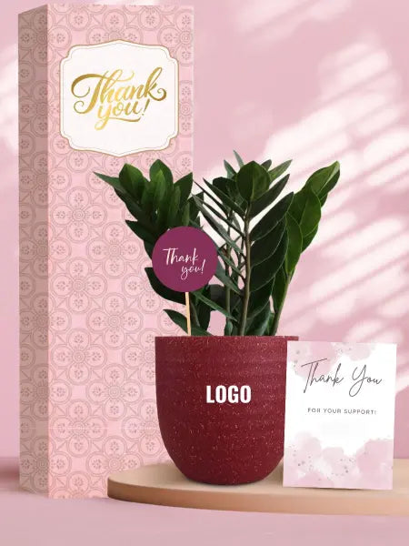 hardy indoor plants ideal for client and corporate gifting