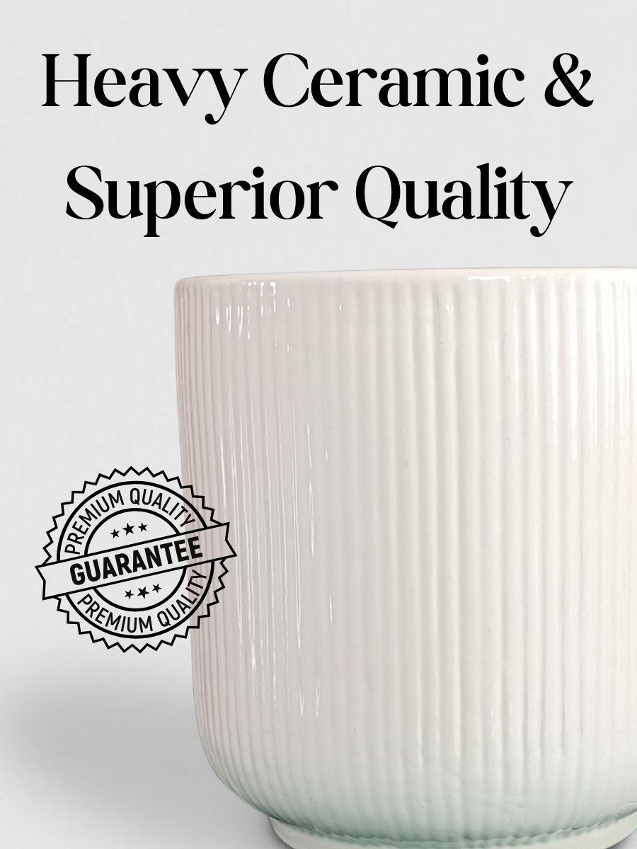 Aglaonema 'O' Rose Cochin Plant in Ceramic Pot (Large)