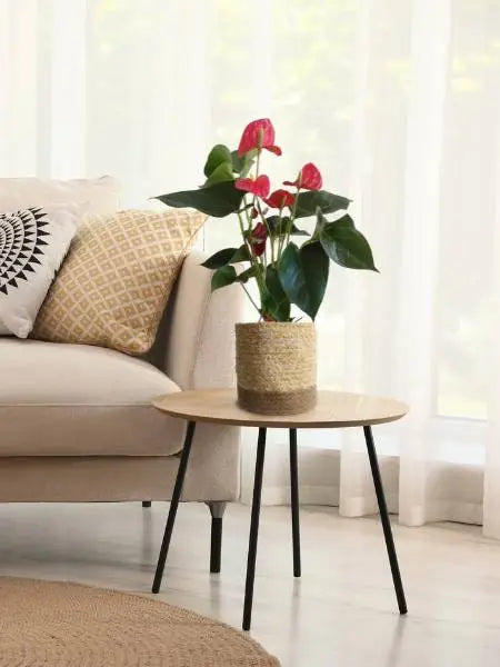 Buy indoor flowering plants online for your home