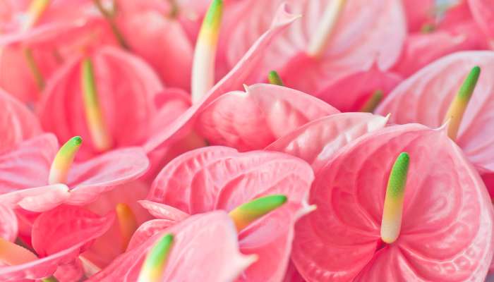 Buy indoor flowering plants in India | Collection of Flowering Plants for Home
