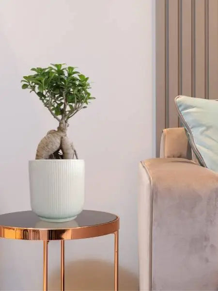 Buy indoor plants in ceramic pots online for your home