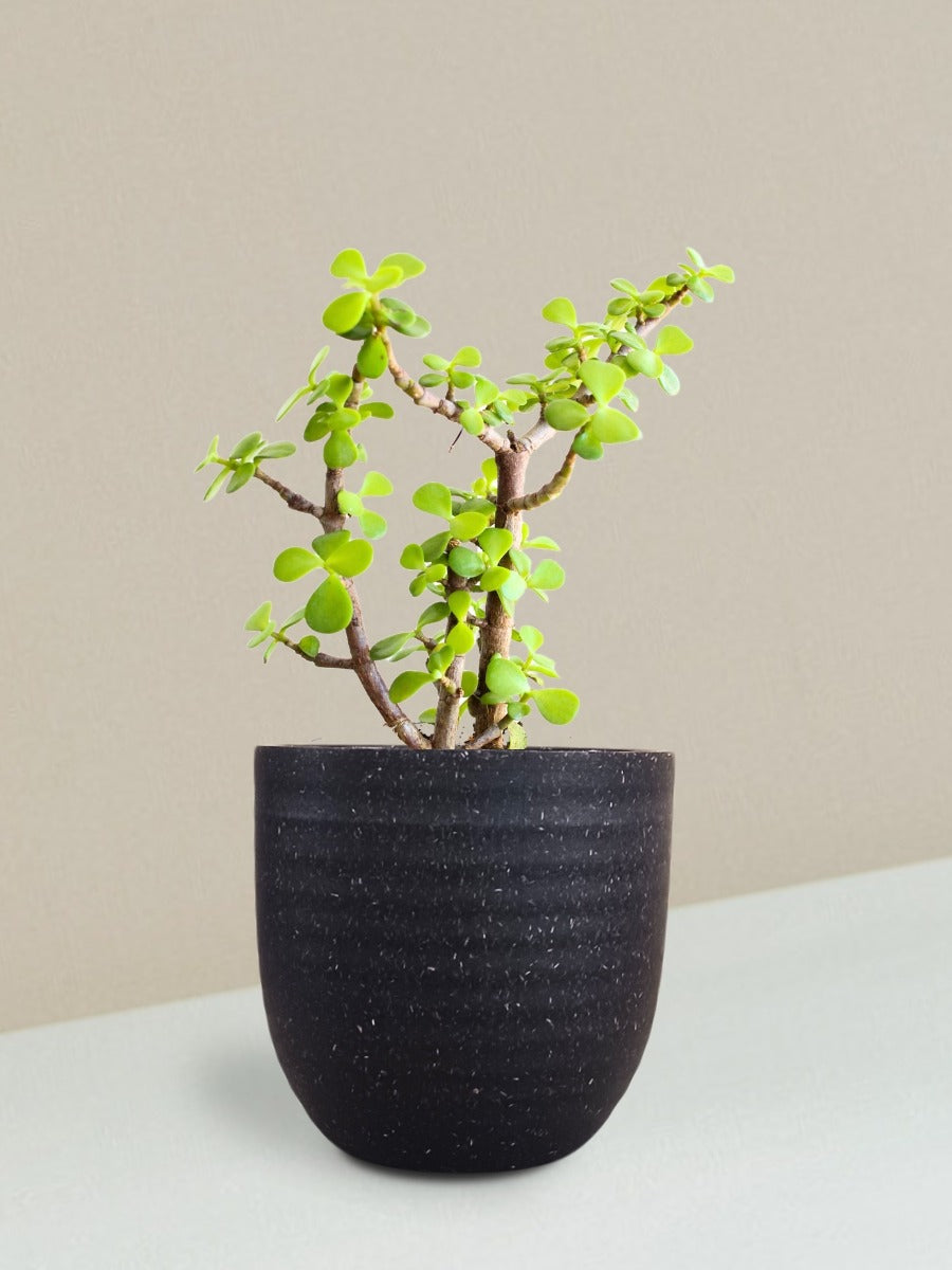 Jade Mini Plant Gift in Eco Pot (Small)