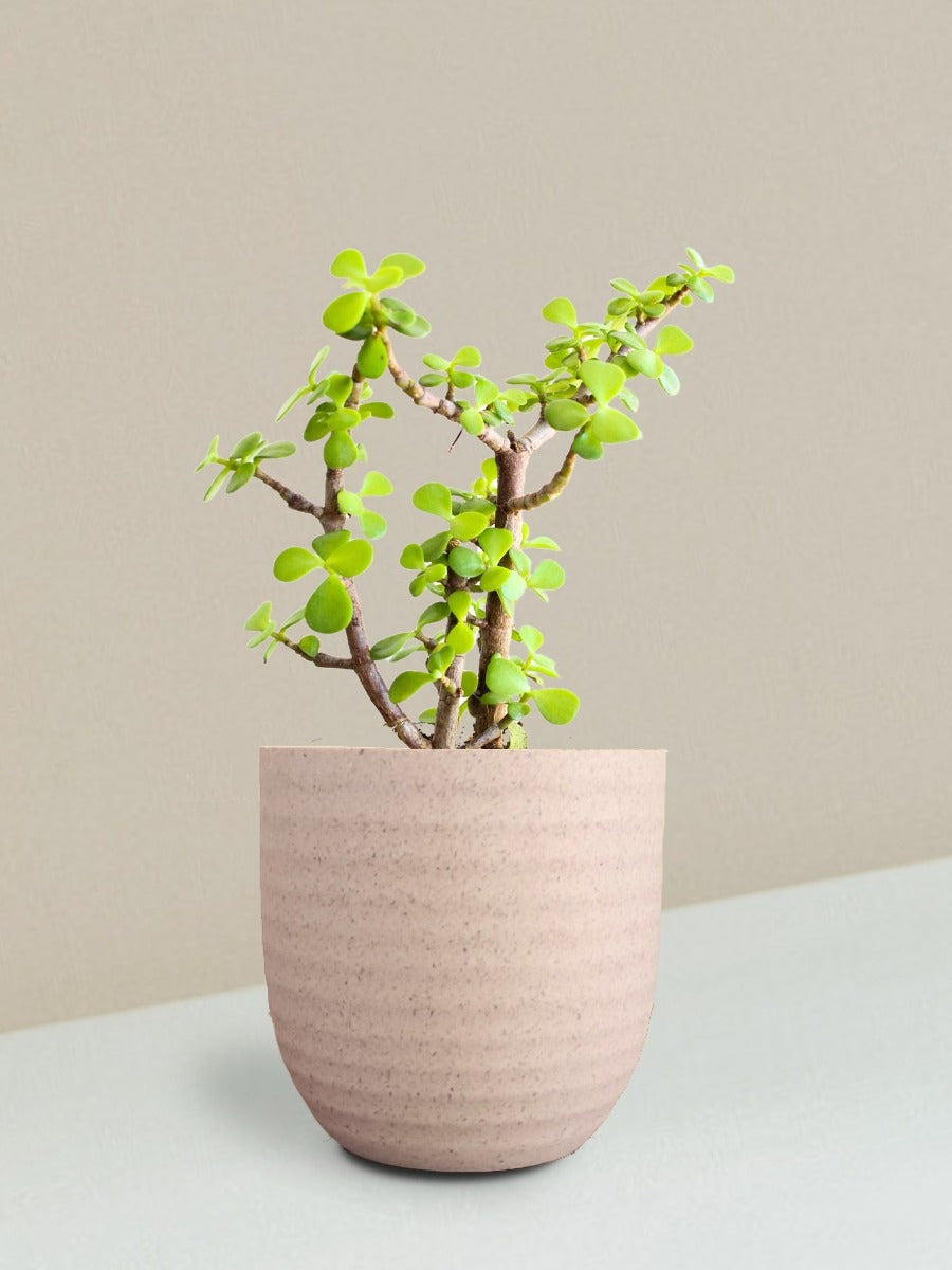 Jade Mini Plant Gift in Eco Pot (Small)