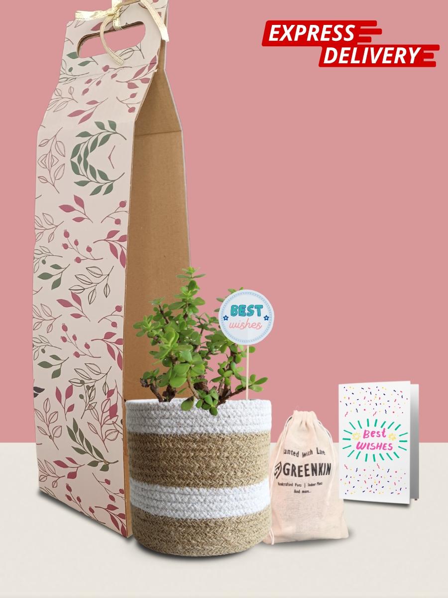 Jade Mini Plant Gift in Eco Pot (Medium)