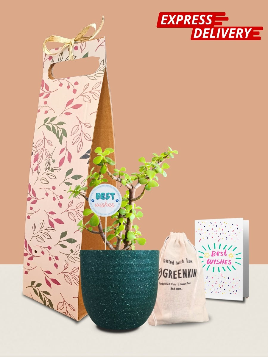 Jade Mini Plant Gift in Eco Pot (Small)