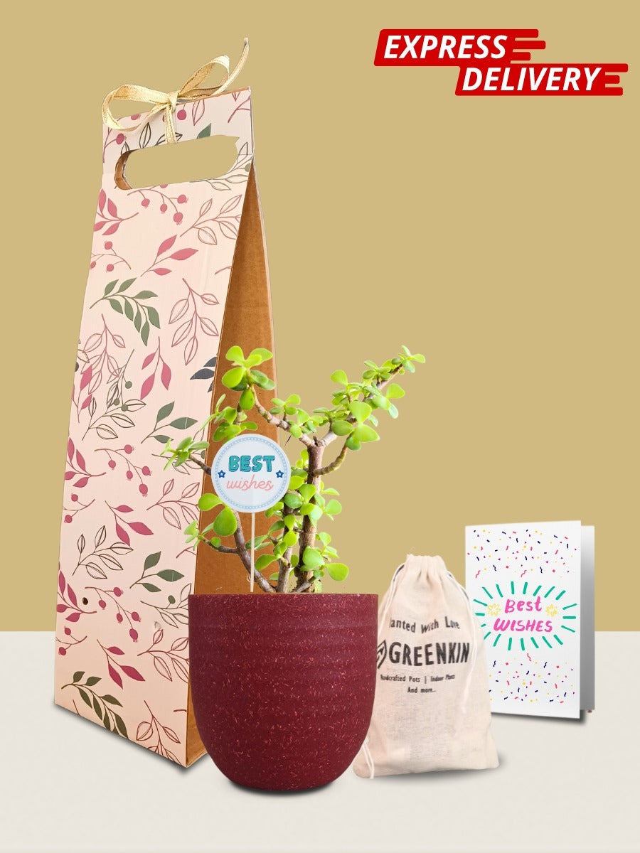 Jade Mini Plant Gift in Eco Pot (Small)