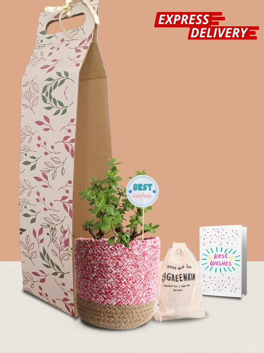 Jade Mini Plant Gift in Eco Pot (Medium)