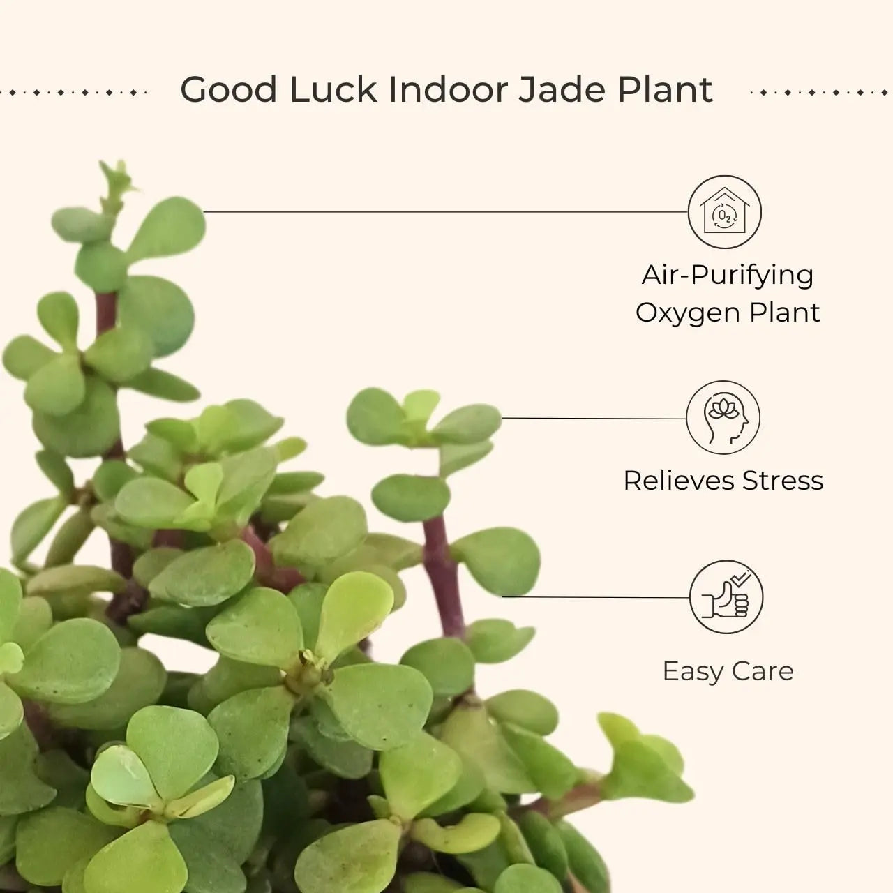 Jade Plant (Small) in Golden Metal Pot