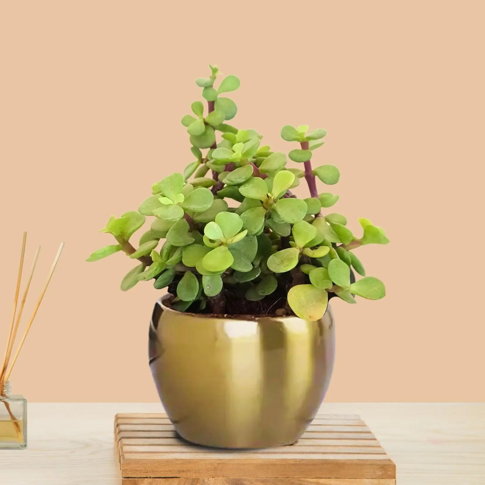 mini plant in pot Jade Plant (Small) in Golden Metal Pot – Greenkin