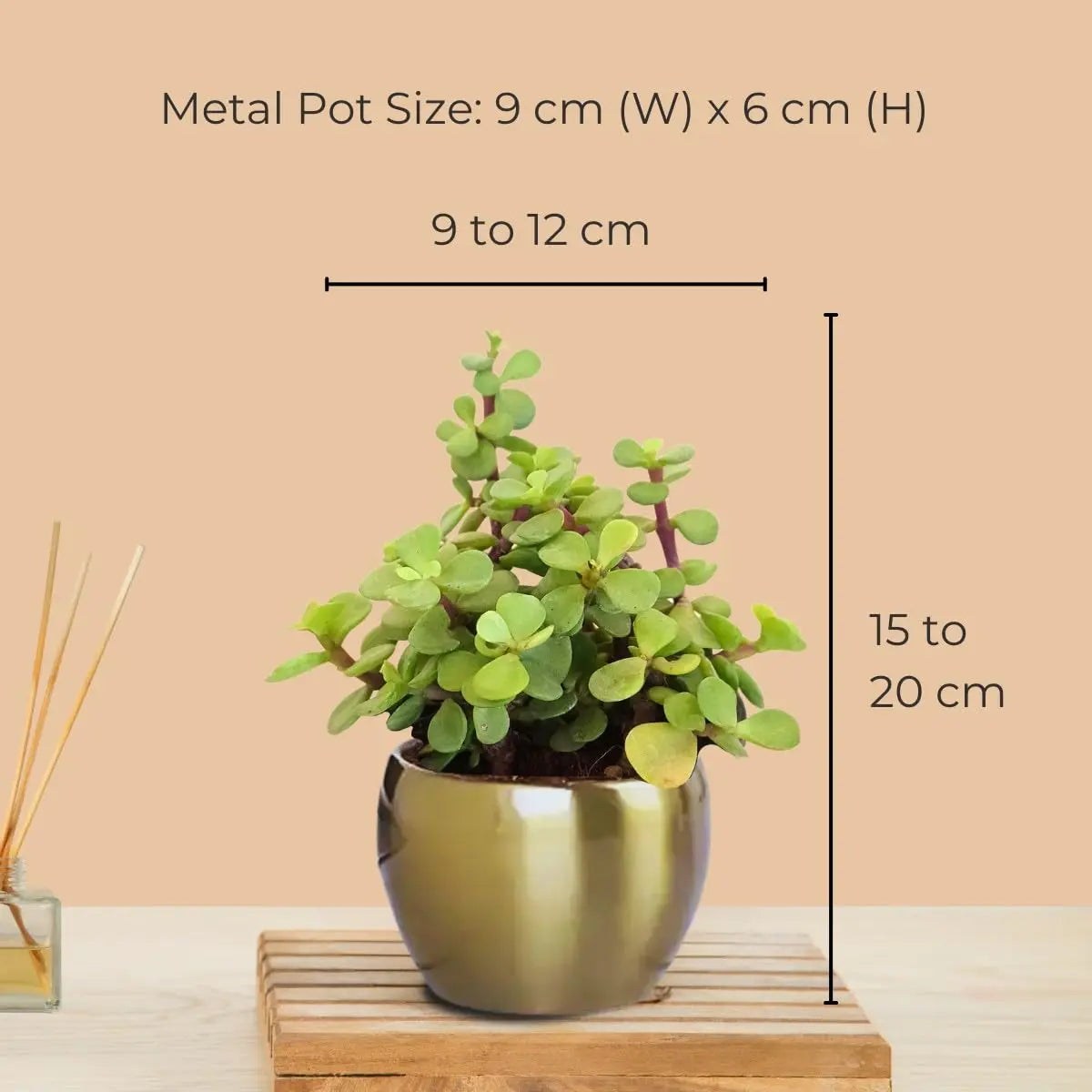 Jade Plant (Small) in Golden Metal Pot