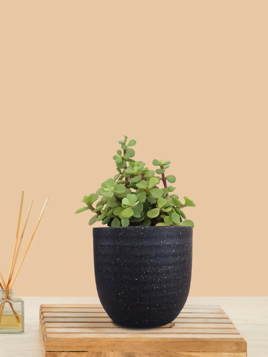 Jade Plant (Small) in Eco Pot