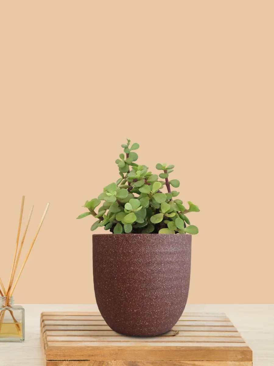 Jade Plant (Small) in Eco Pot