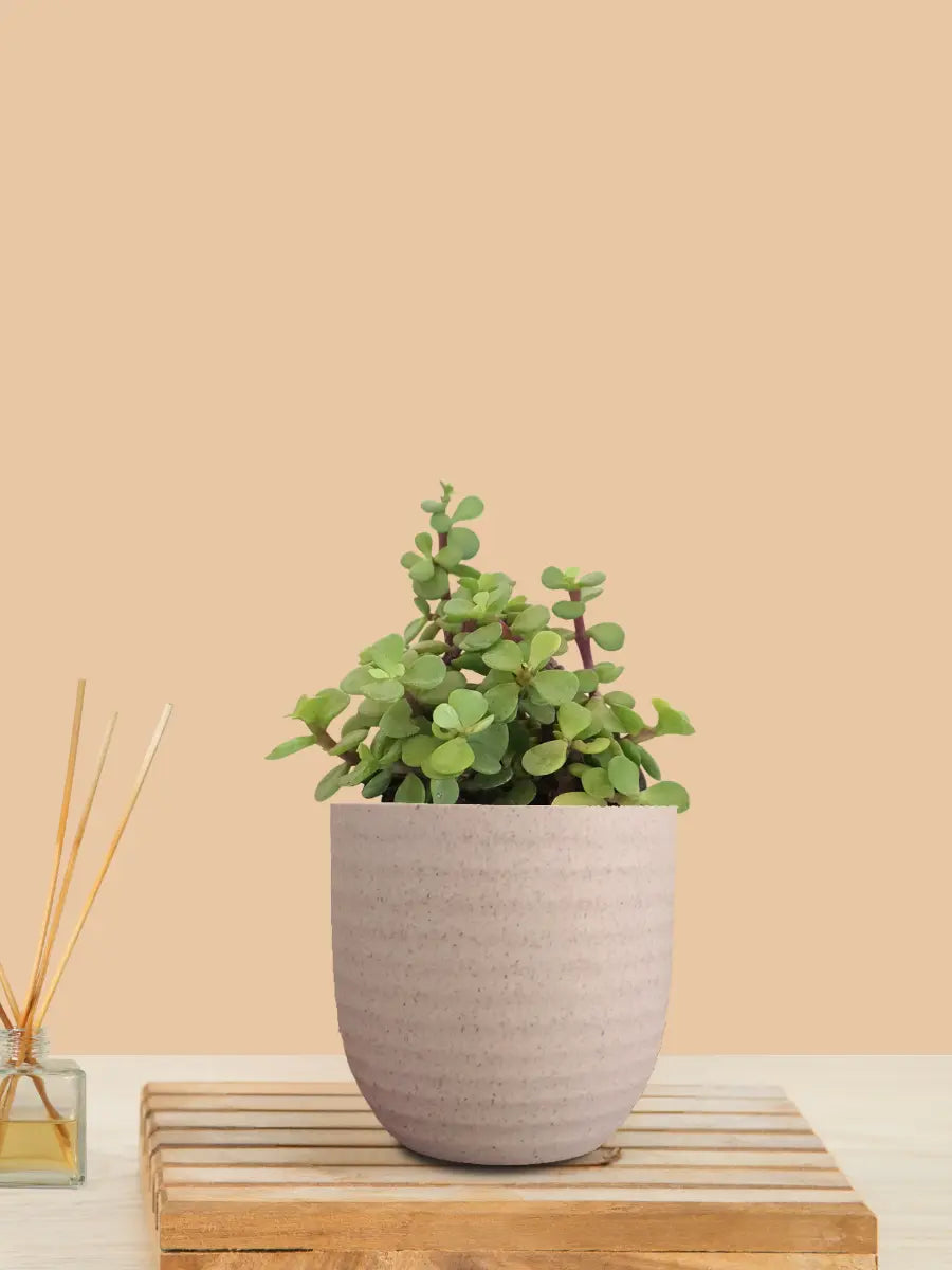 Jade Plant (Small) in Eco Pot