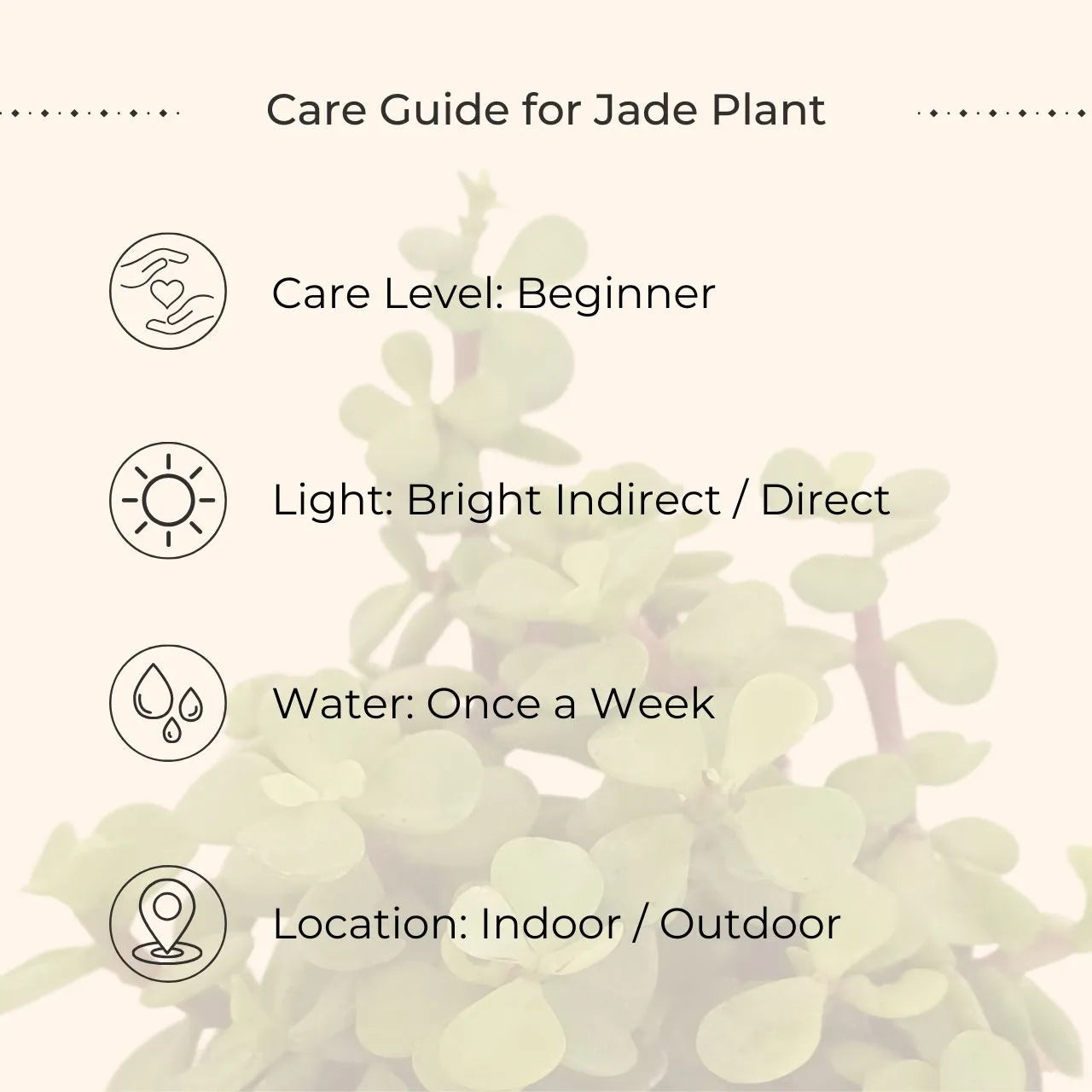 Jade Plant (Small) in Eco Pot
