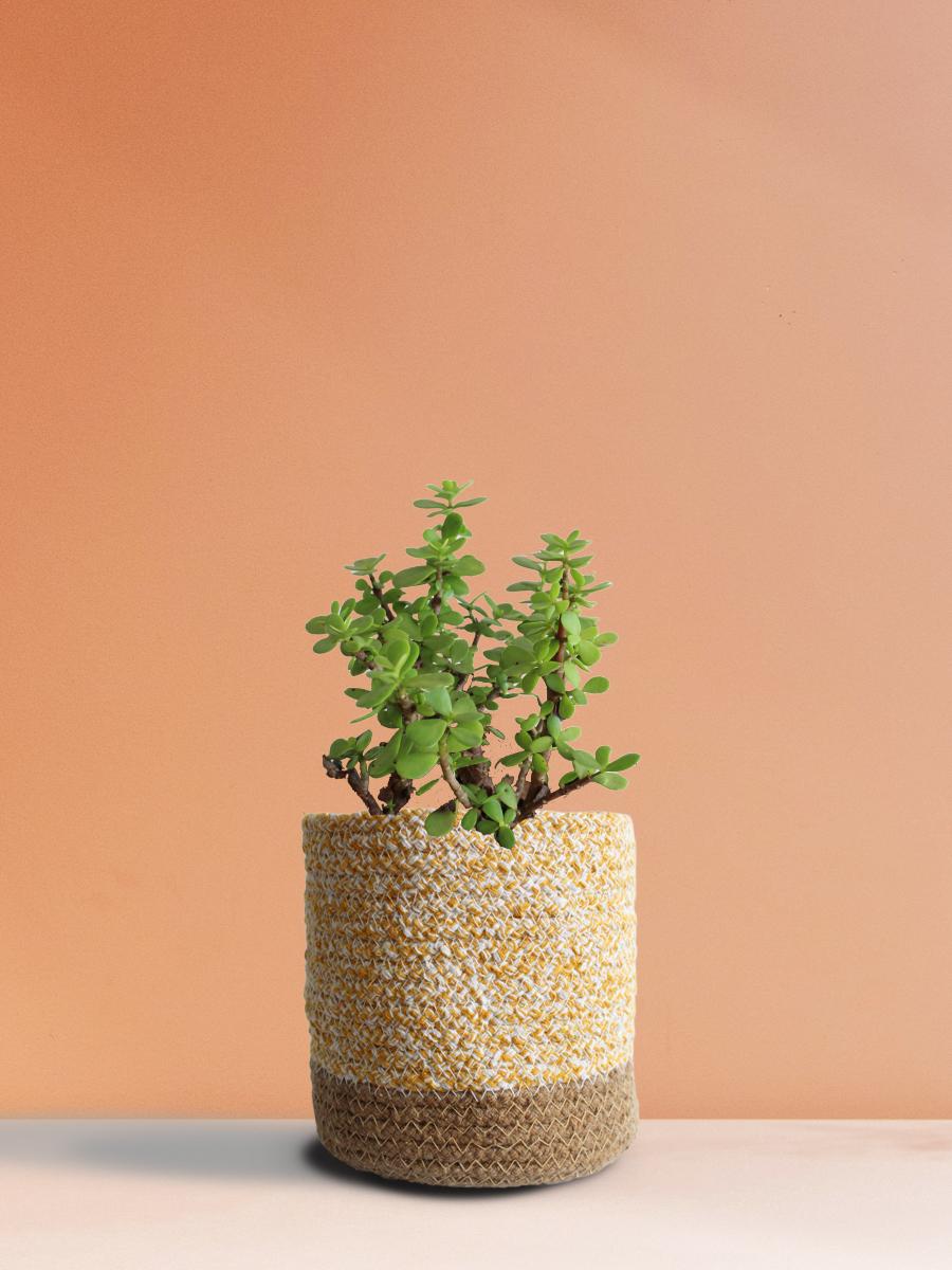 Jade Mini Plant Gift in Eco Pot (Medium)