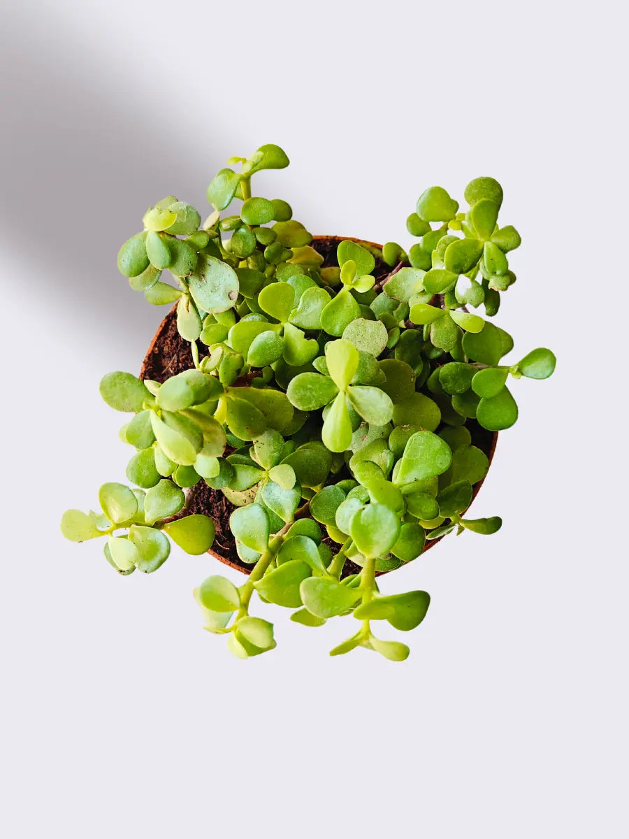 Money Attracting Plants Combo (Small)