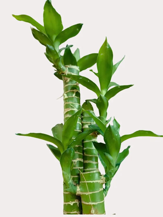 Lotus Bamboo Plant (Small) in Eco Pot