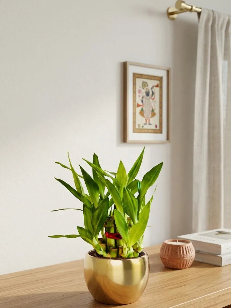 lucky bamboo pot size Lucky Bamboo 2 Layer Plant (Small) in Golden Metal Pot – Greenkin