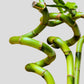 High quality Lucky Bamboo Spiral for sale