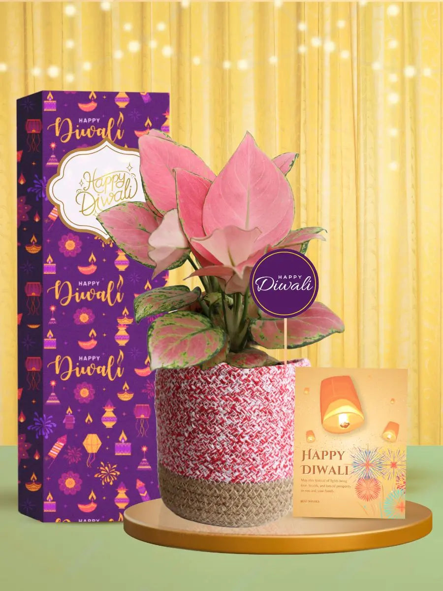medium sized indoor plants to brighten diwali gifting moments