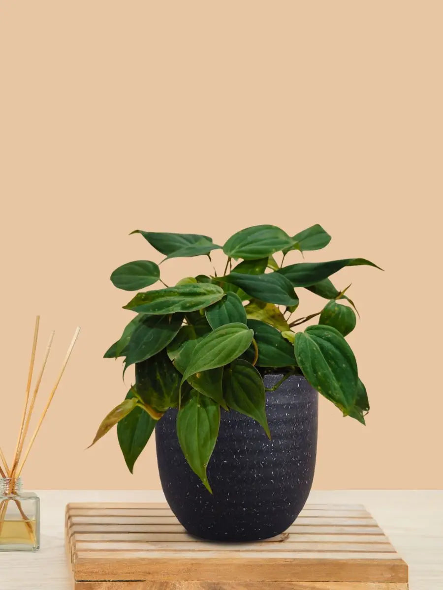Micans Philodendron Plant (Small) in Eco Pot